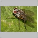 Dolichopoda sp - Langbeinfliege 03c.jpg